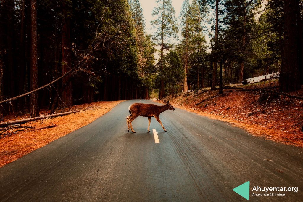Silbato ahuyentador de animales para vehículos. Reduce el peligro de animales cruzando la carretera como venados, ciervos, corzos, jabalíes 