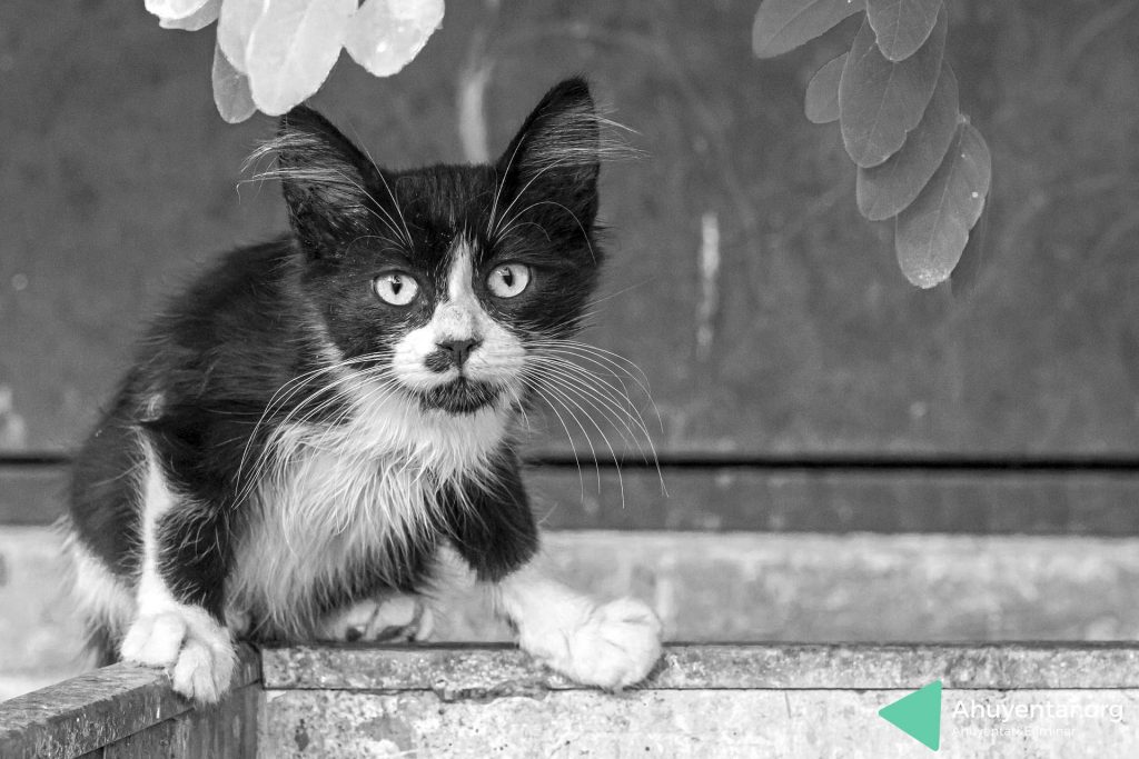 Los gatos callejeros se sienten atraídos por las fuentes de agua y restos de comida de tu casa o jardín. Si queremos evitar estas visitas tenemos que prevenir