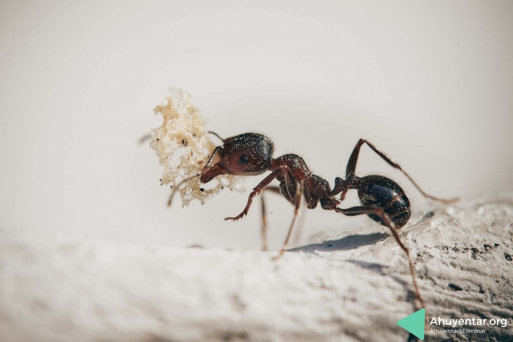 ¿cómo eliminar hormigas?
