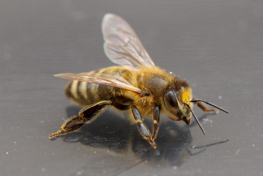 cómo ahuyentar abejas