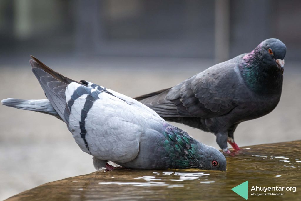 Palomas bebiendo agua de una fuente. El agua atrae a las palomas y si queremos ahuyentarlas deberemos eliminar estas fuentes de agua