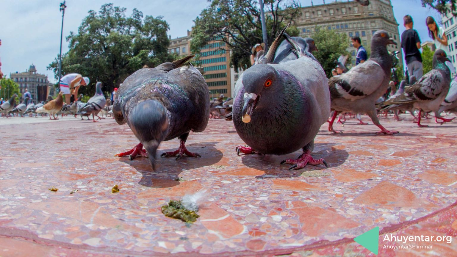 AHUYENTAR PALOMAS | Remedios Caseros Y Efectivos GUÍA【 2023