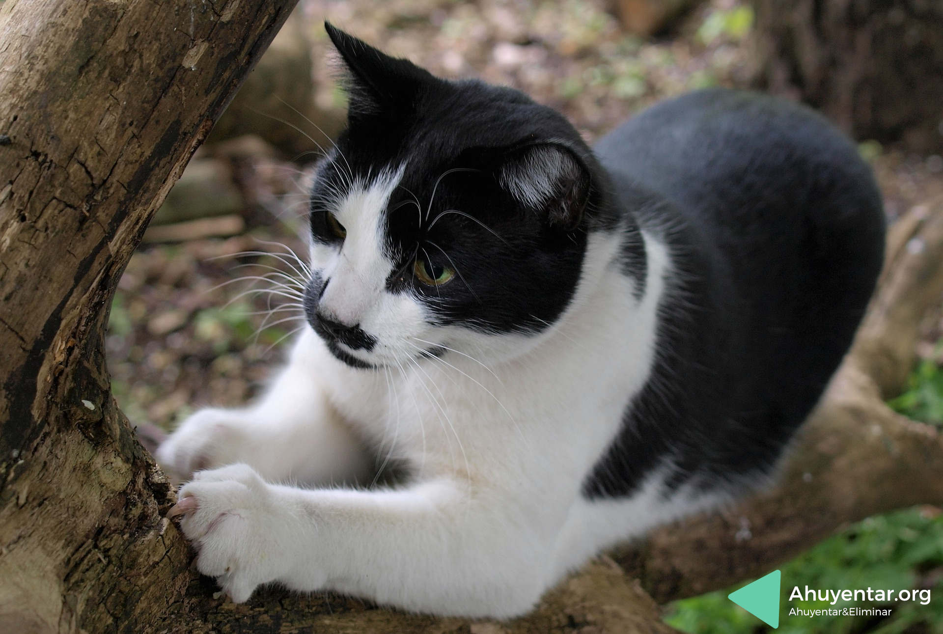 Repelente de gatos y perros Scatter cat, con ultrasonido y sonido – Mis  Mascotas